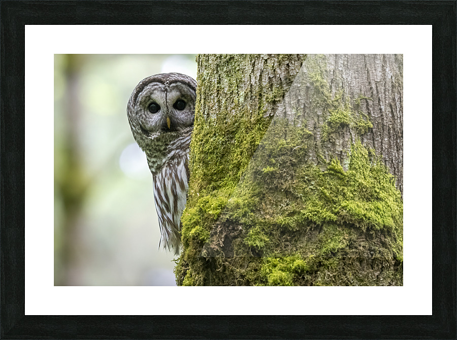5123 - Barred Owl Picture Frame print