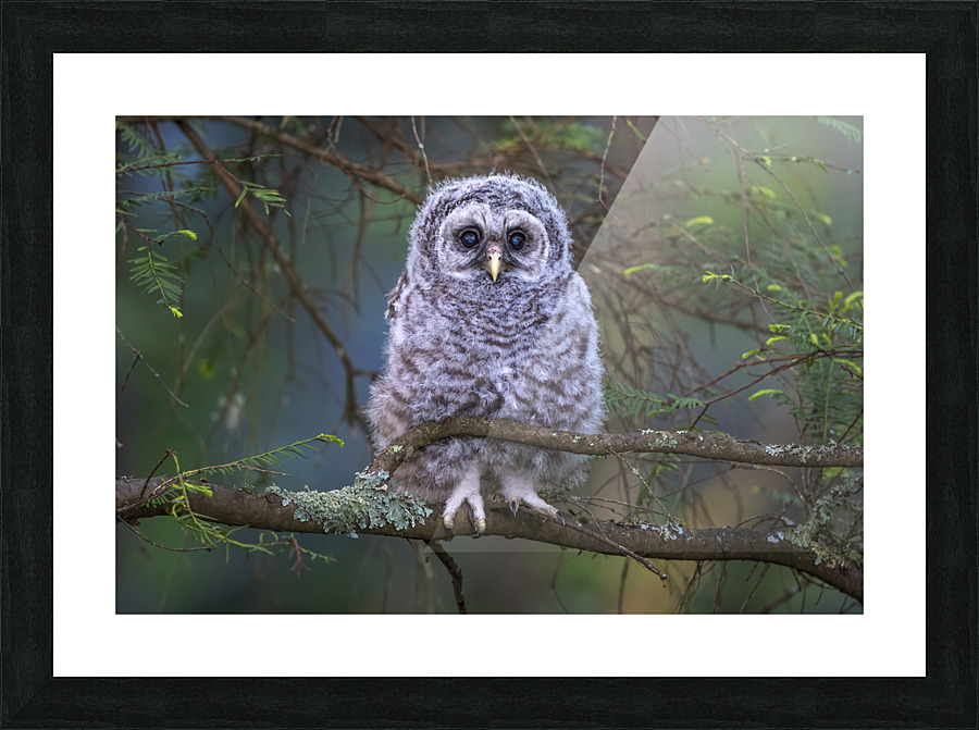 5483 -Barred Owlet Picture Frame print