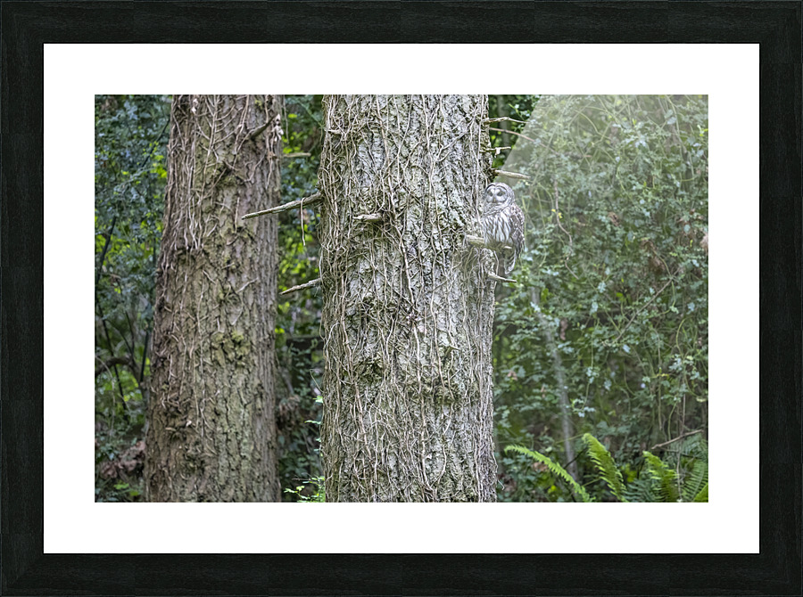 5235-Barred Owl Picture Frame print
