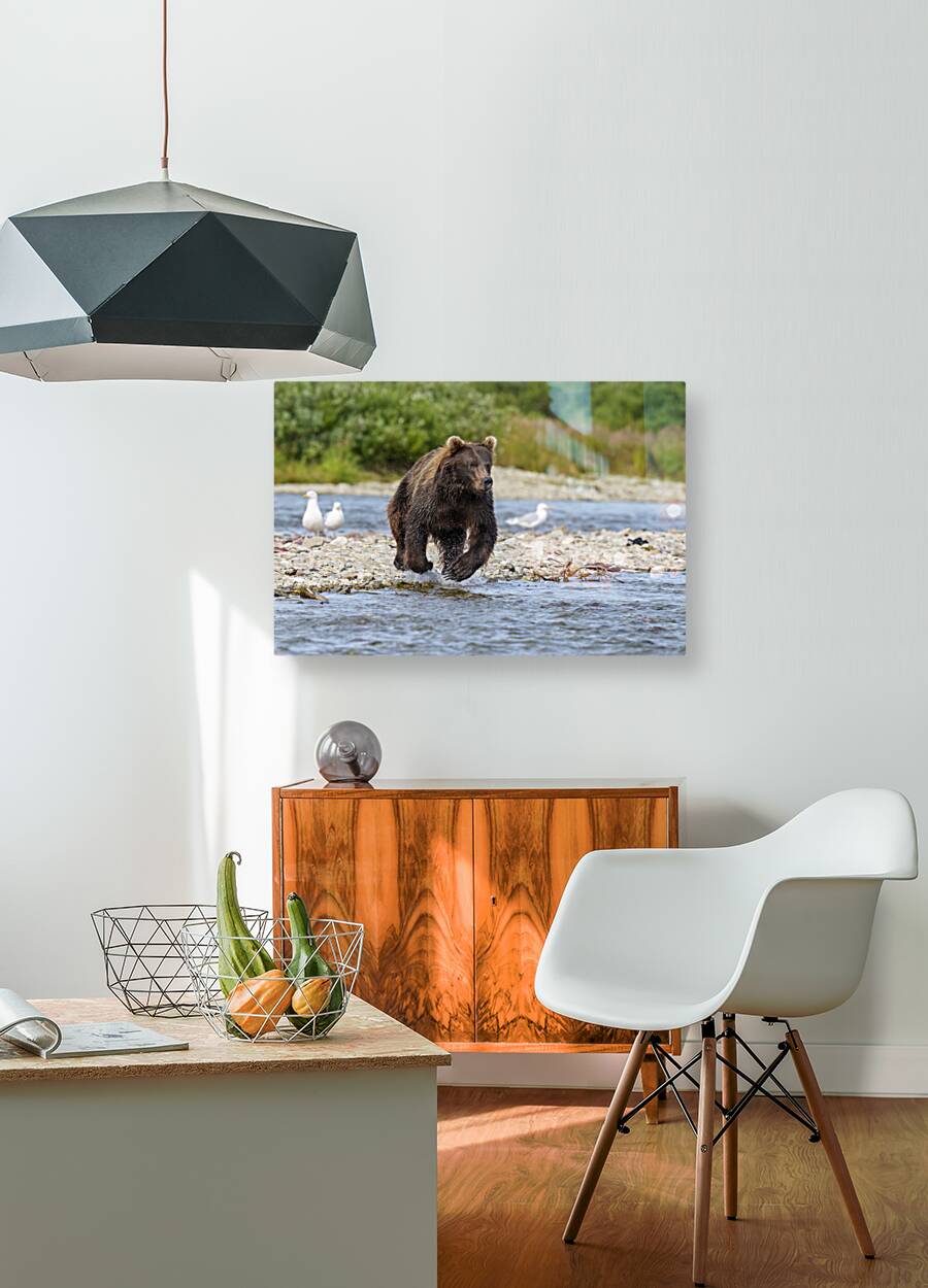 Coastal Brown Bear 7493 Reproduction
