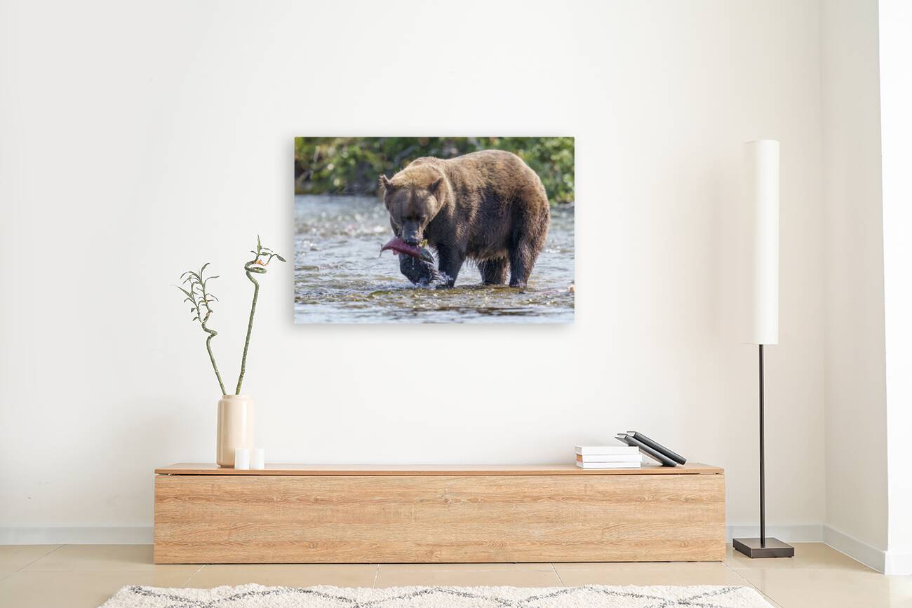 Coastal Brown Bear 5755 Reproduction