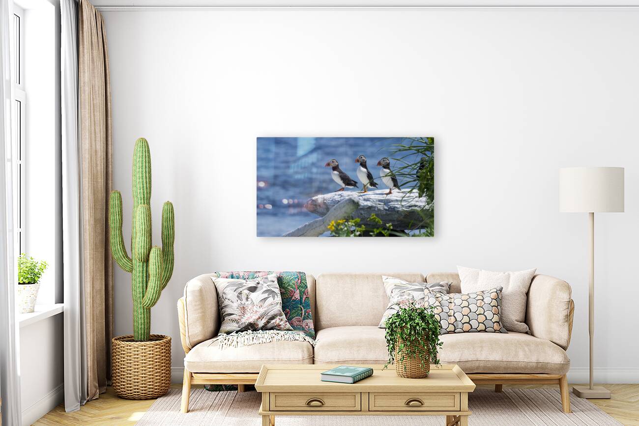Atlantic Puffins 4754 Reproduction