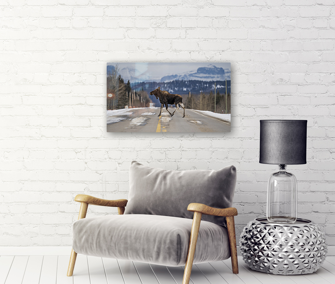 5735 - Moose Crossing Reproduction