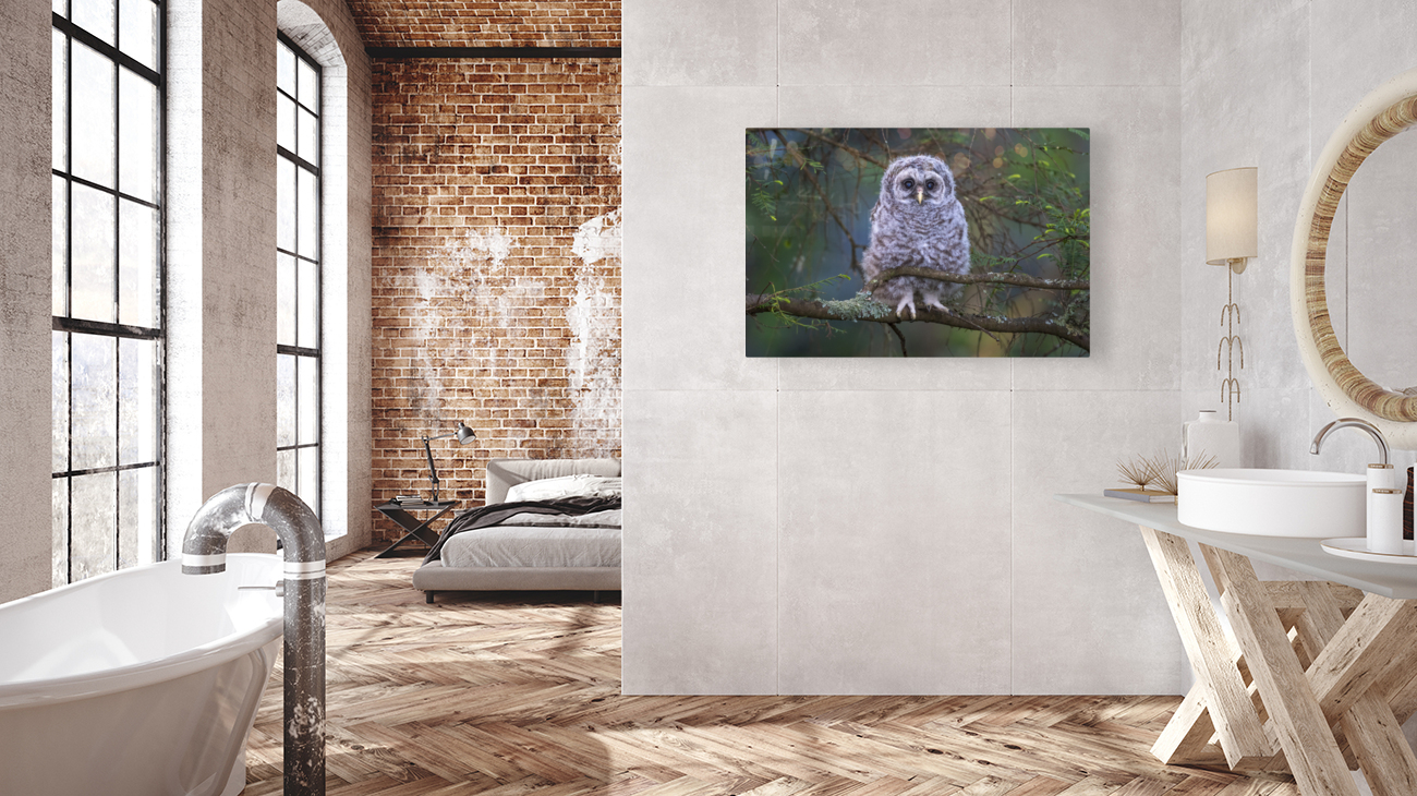 5483 -Barred Owlet Reproduction