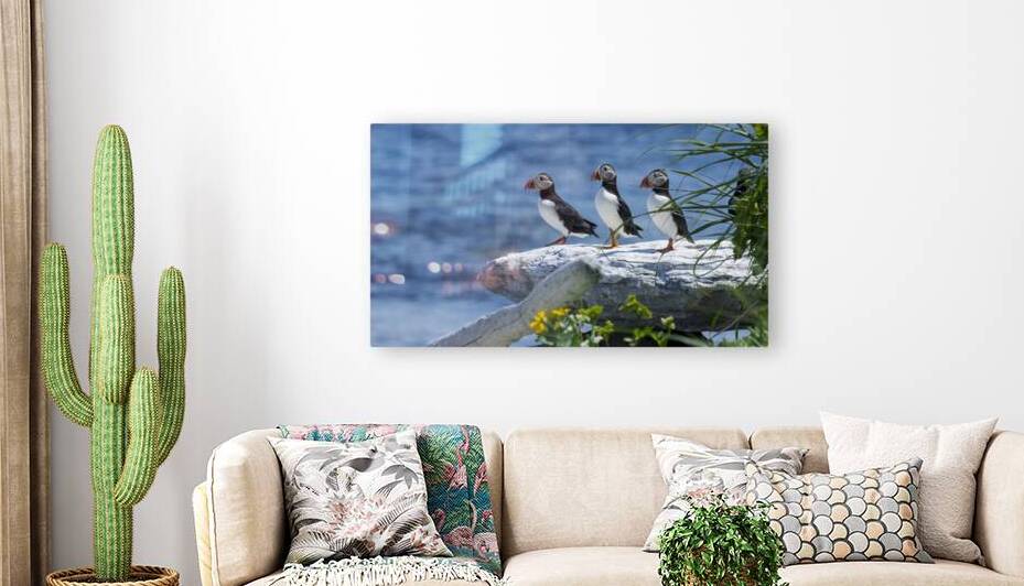 Atlantic Puffins 4754 Reproduction