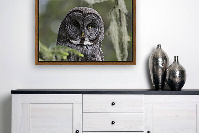Great Grey Owl - Eye to Eye Reproduction