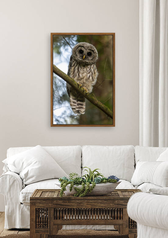 5319 - Juvenile Barred Owl Reproduction