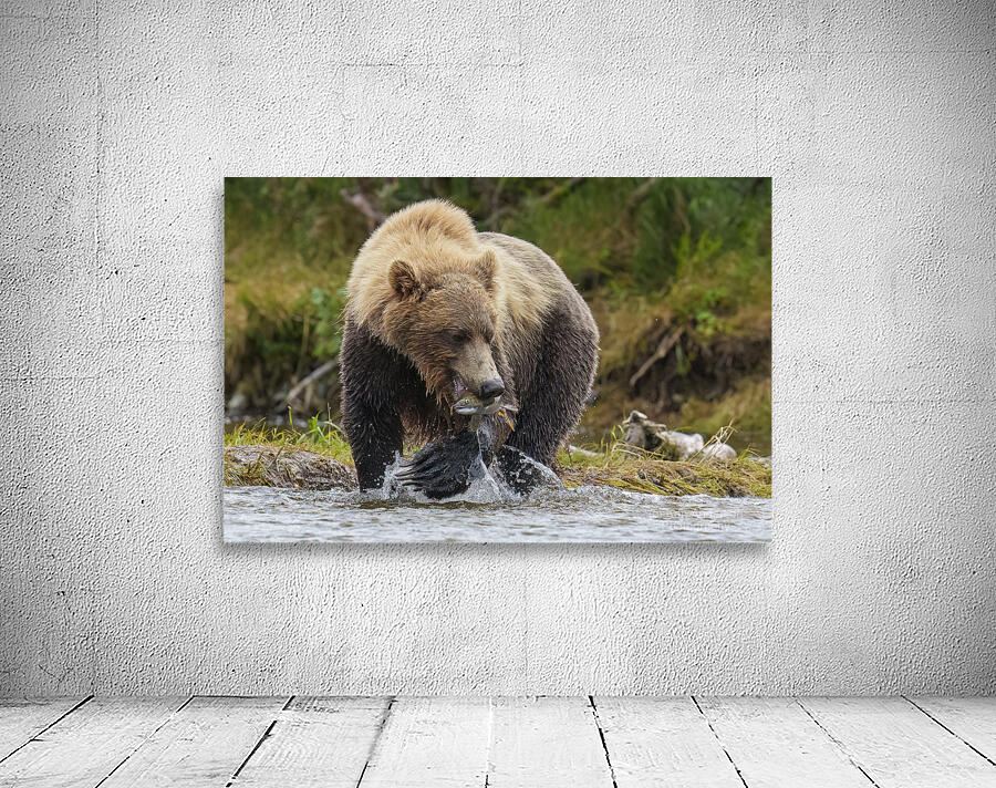 Brown Bear with Fish 0861 Wall Preview