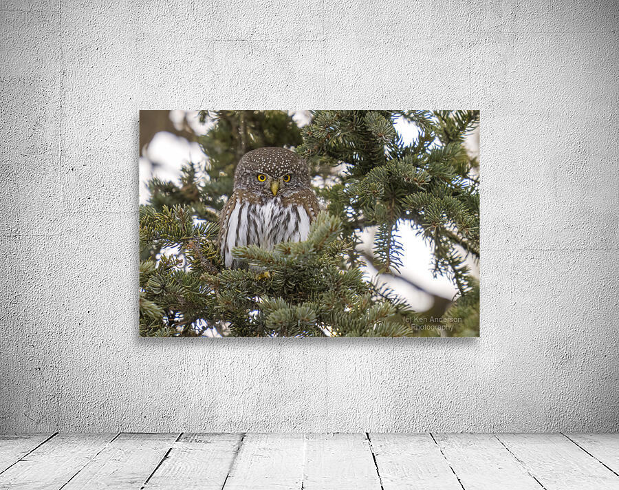 Northern Pygmy Owl 7469  Wall Preview