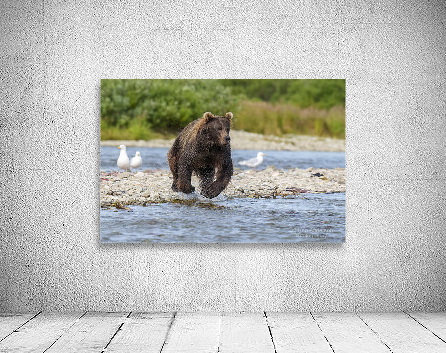 Coastal Brown Bear 7493 Wall Preview