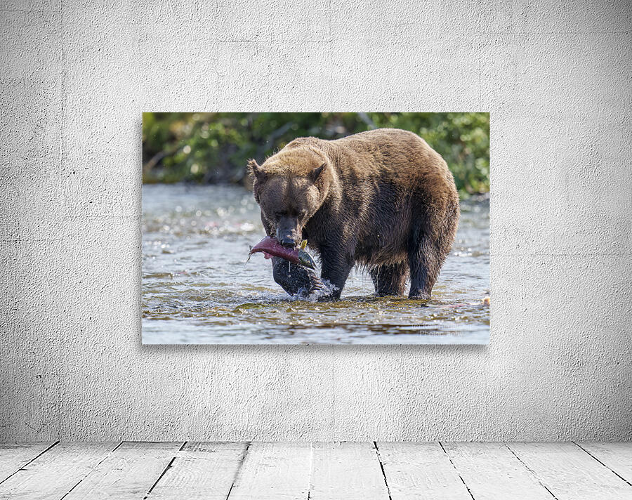 Coastal Brown Bear 5755 Wall Preview