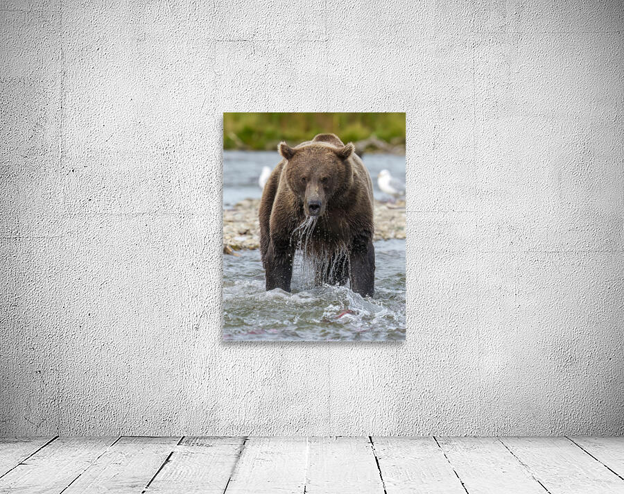 Coastal Brown Bear 8027 Wall Preview