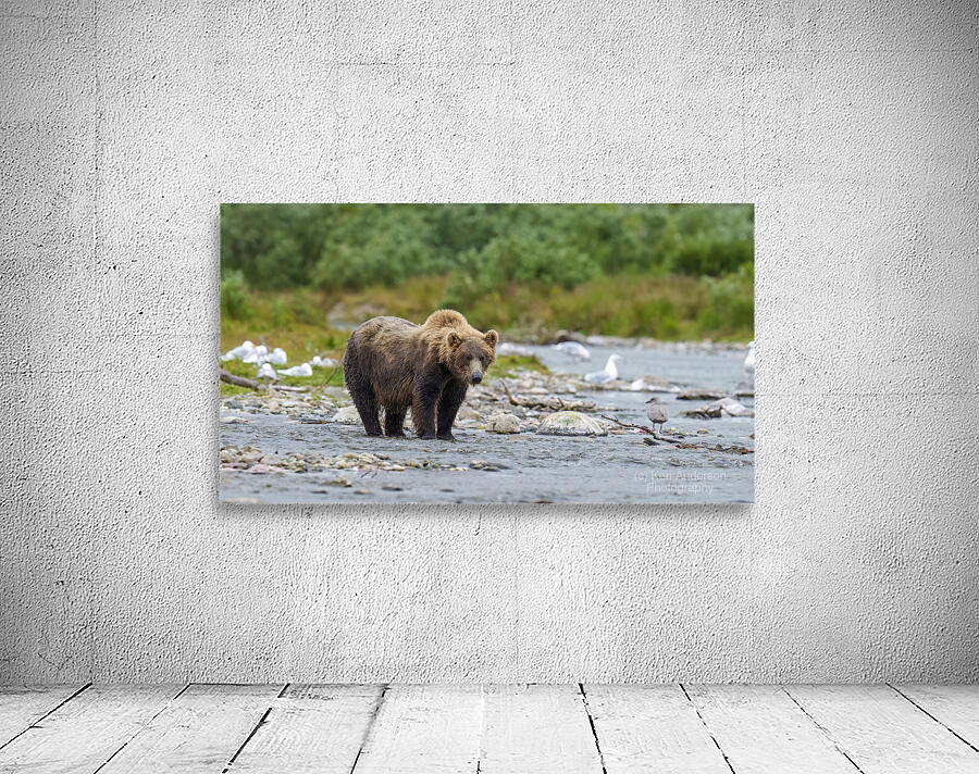 Coastal Brown Bear 5952 Wall Preview