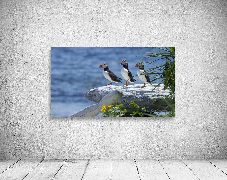 Atlantic Puffins 4754 Wall Preview