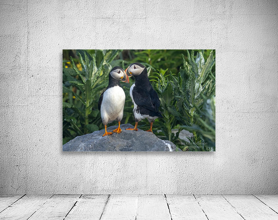 Atlantic Puffin 3258 Wall Preview