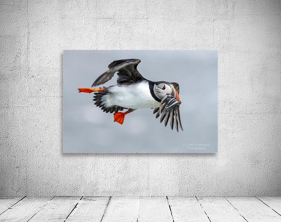 Atlantic Puffin 6783 Wall Preview