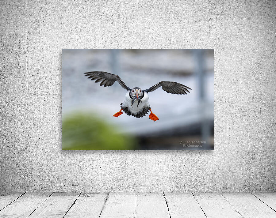 Atlantic Puffin 6833 Wall Preview
