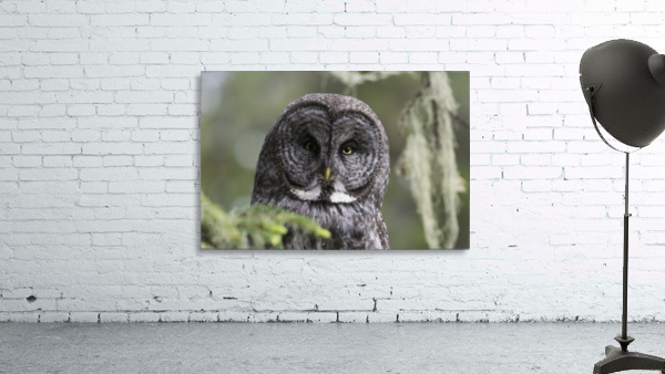 Great Grey Owl - Eye to Eye Wall Preview