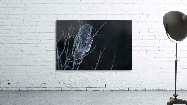 Great Grey Owl Wall Preview
