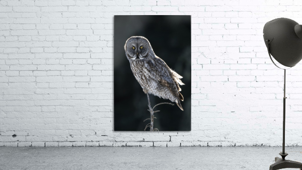 1940 - Great Grey Owl Wall Preview