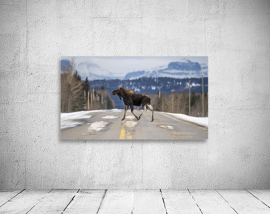 5735 - Moose Crossing Wall Preview