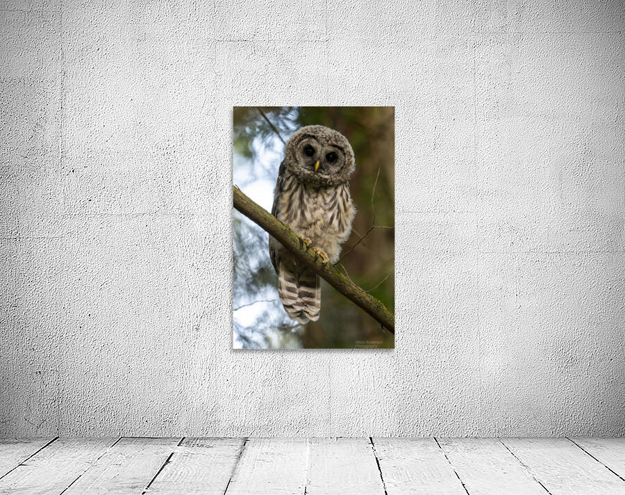 5319 - Juvenile Barred Owl Wall Preview