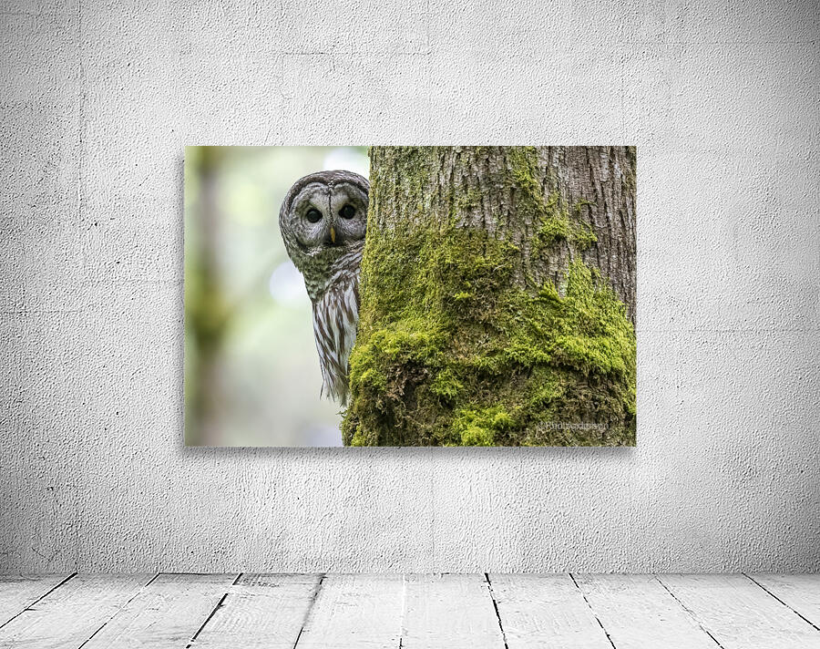 5123 - Barred Owl Wall Preview
