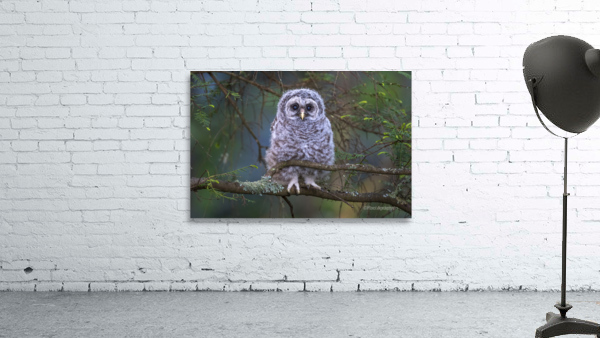 5483 -Barred Owlet Wall Preview