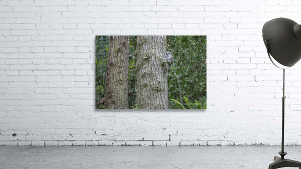 5235-Barred Owl Wall Preview