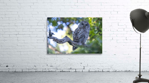 5375-Barred Owl Wall Preview