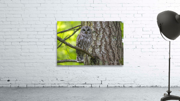 4807-Barred Owl Wall Preview
