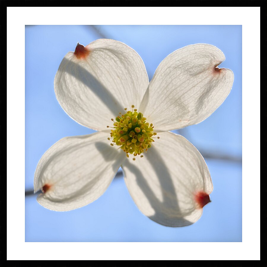 Delicate White Picture Frame print