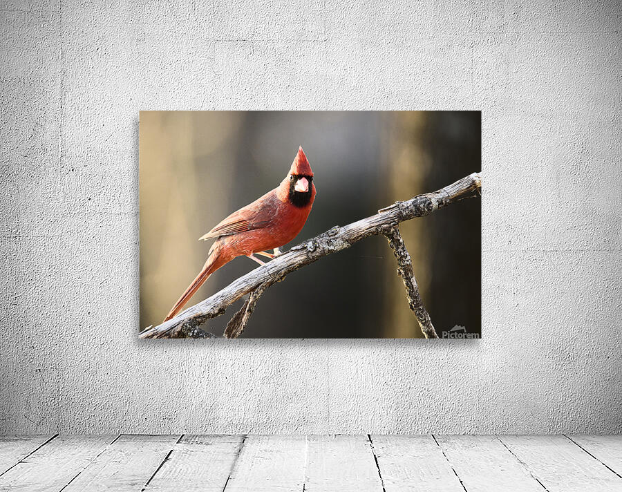 Sun-Drenched Songbird Wall Preview