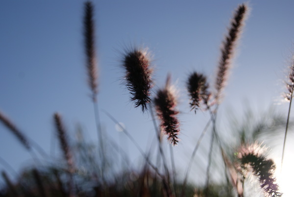 Macro 7 Digital Download