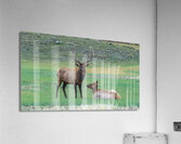 Yellowstone NP 4 Acrylic Print