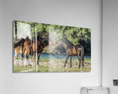 Salt River Horses 6 Acrylic Print