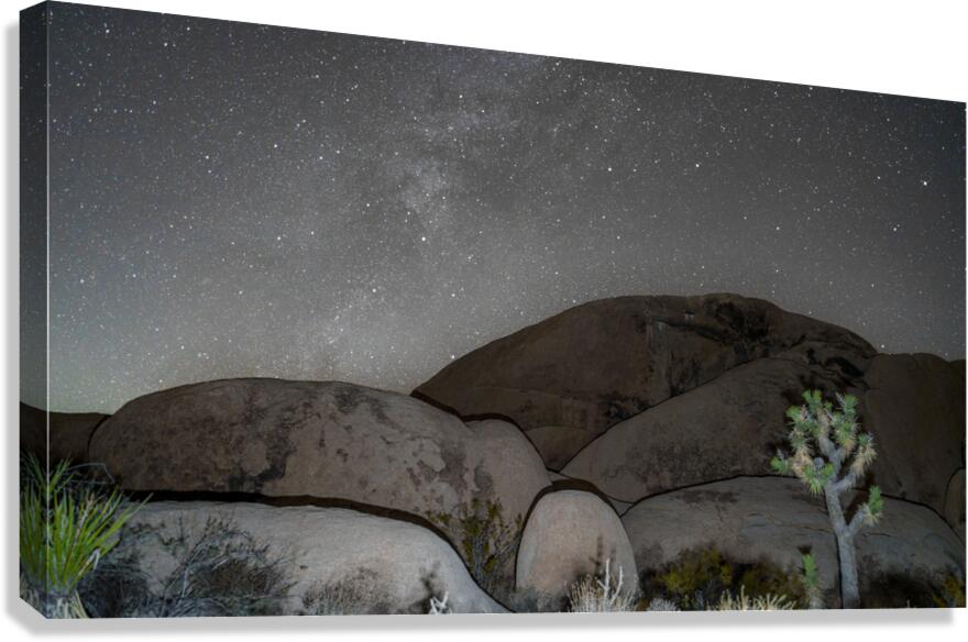 Joshua Tree NP 2 Canvas Print