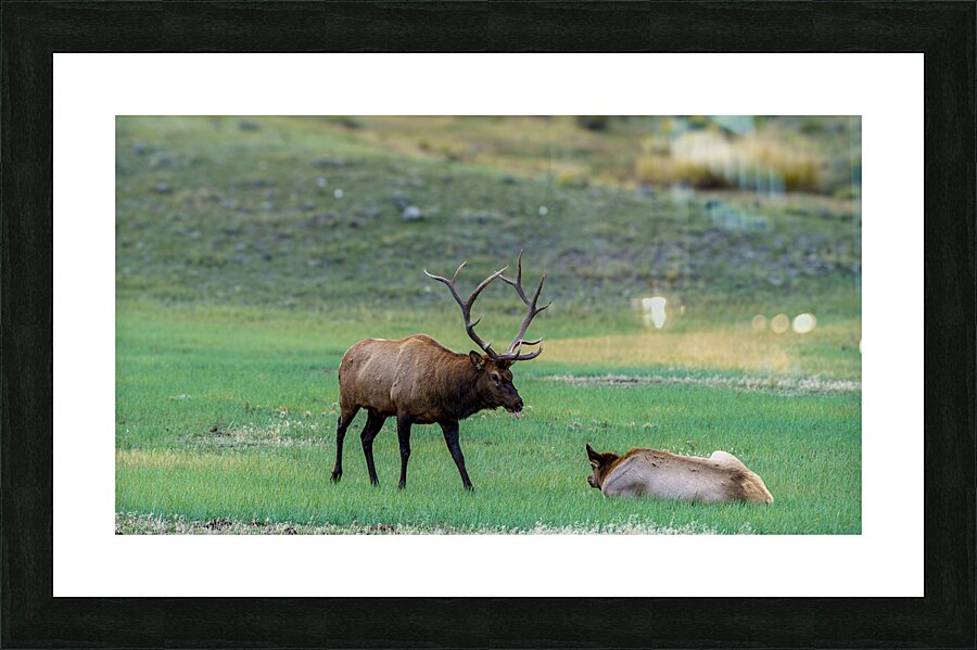Yellowstone NP 3 Picture Frame print