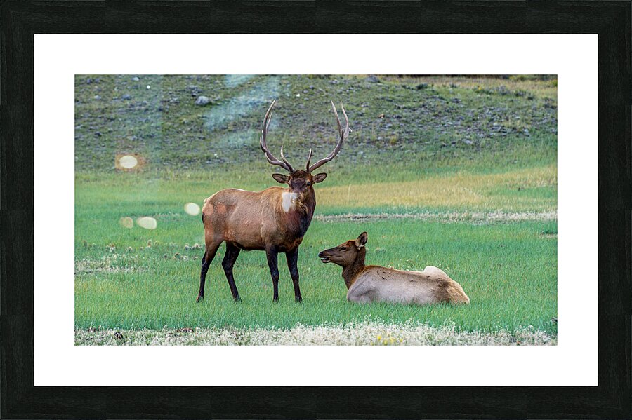 Yellowstone NP 4 Picture Frame print