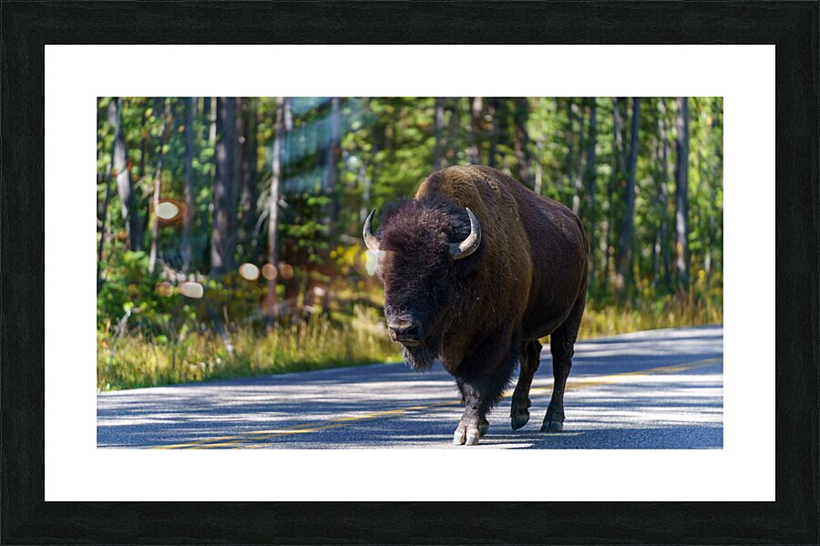 Yellowstone NP Picture Frame print