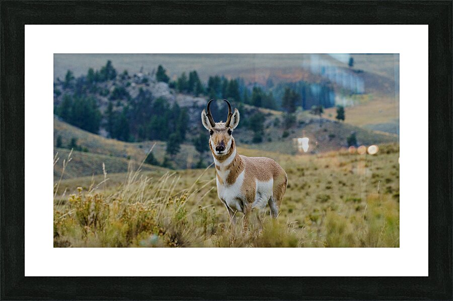 Yellowstone NP 5 Picture Frame print