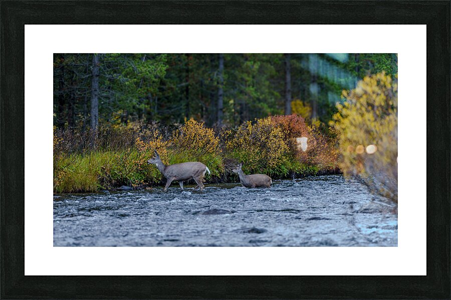 Yellowstone NP 6 Picture Frame print