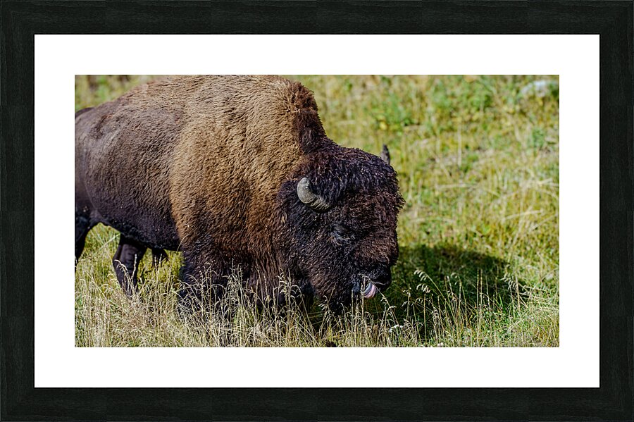 Yellowstone NP 2 Picture Frame print
