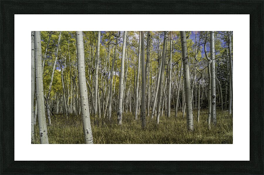 Camping with Aspens  Picture Frame print
