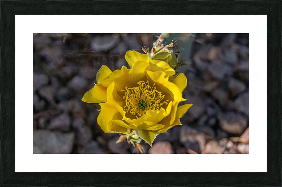 Dessert Flower Picture Frame print