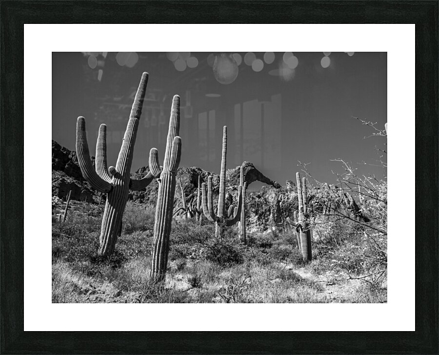 Elephant Arch 4 Picture Frame print