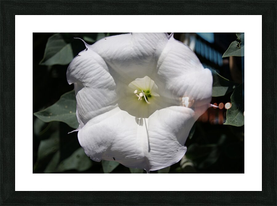 Macro 2 Picture Frame print