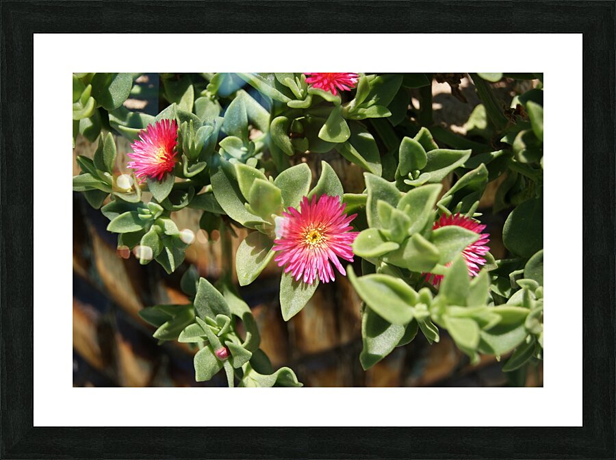 Macro 9 Picture Frame print