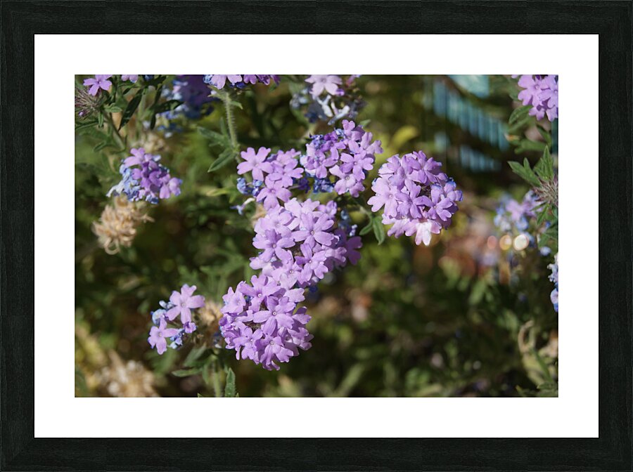 Macro 6 Picture Frame print