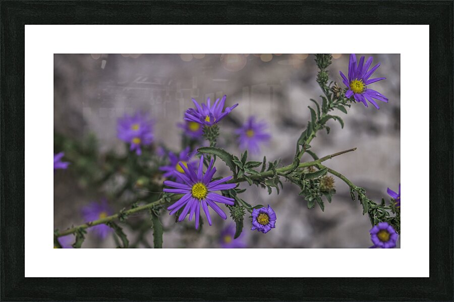Peralta Trail  Picture Frame print